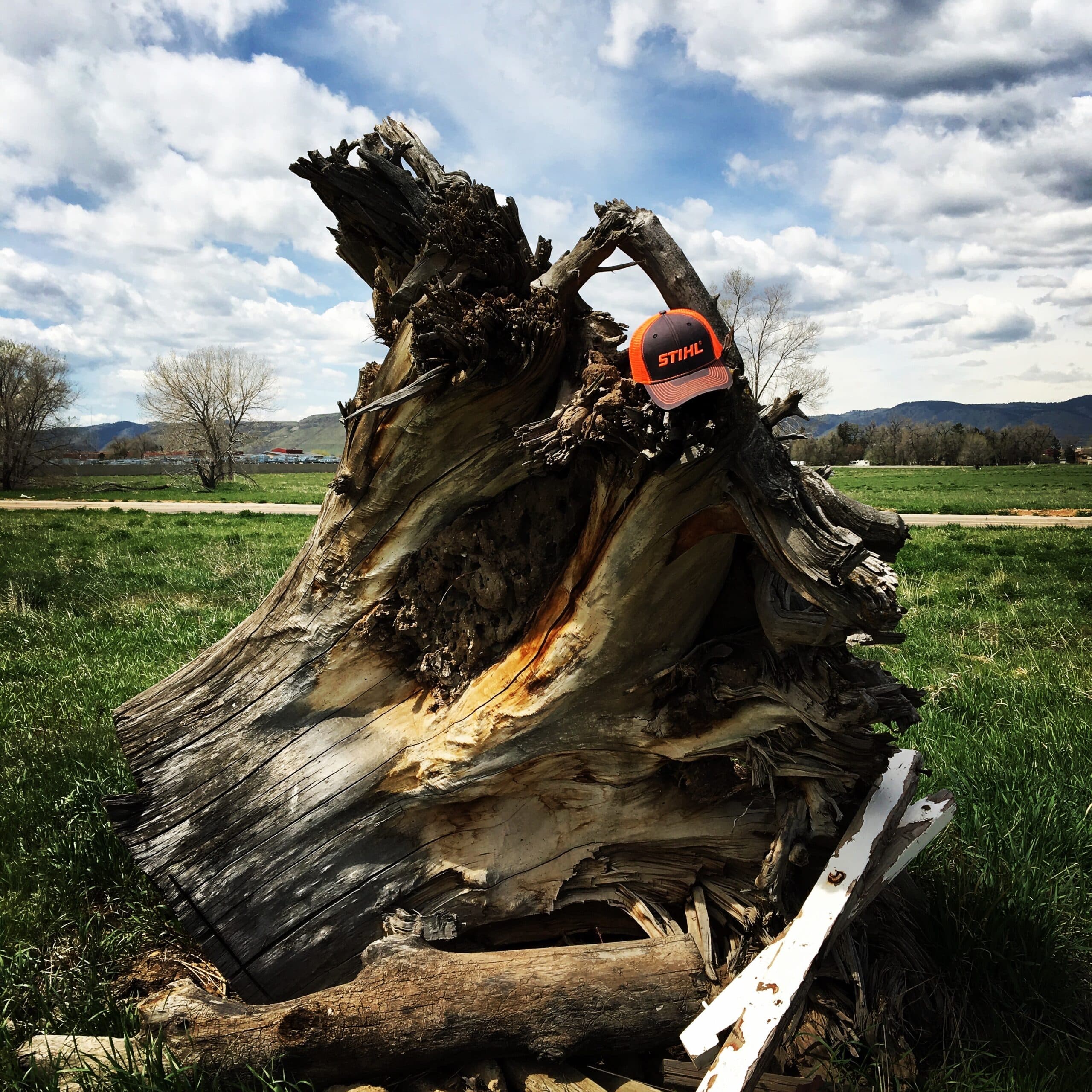 Tree Stump Removal- Denver CO - Large Tree Stump to be removed