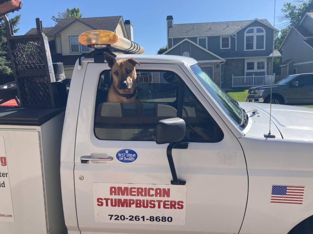 Duke the dog helping with our exceptional Stump Grinding services